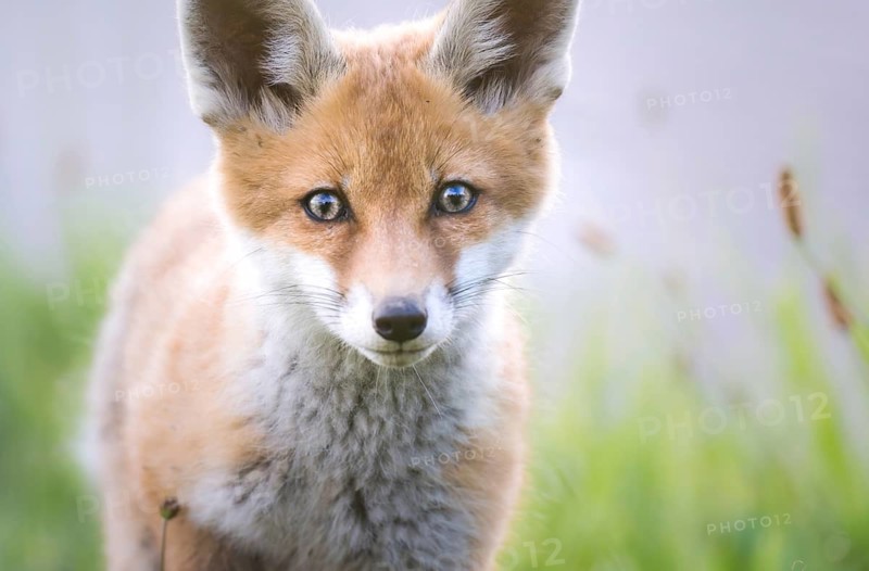 Red fox cubs (Vulpes vulpes), portrait, Zurich, Switzerland