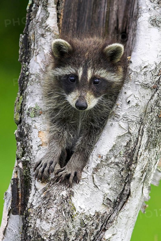 Raccoon (Procyon lotor), Minnesota, USA. A young raccoon peeks out of a tree curiously