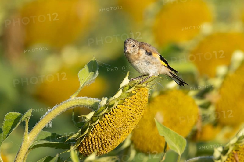 European goldfinch (Carduelis carduelis) juvenile garden bird on a sunflower seedhead in summer, England, United Kingdom