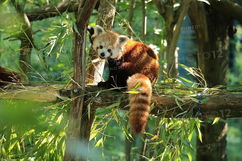 Red panda (Ailurus fulgens), Duisburg Zoo, in captivity, Duisburg, North Rhine-Westphalia, Germany