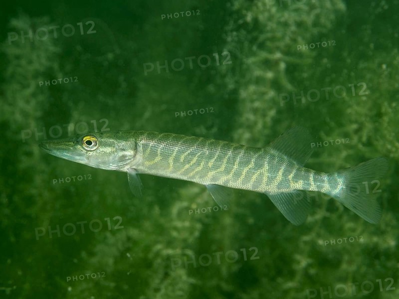 A pike (Esox lucius) glides calmly through the green underwater world at the Baumgärtli dive site, Lake Zug, Lake Immen, Canton of Schwyz, Switzerland