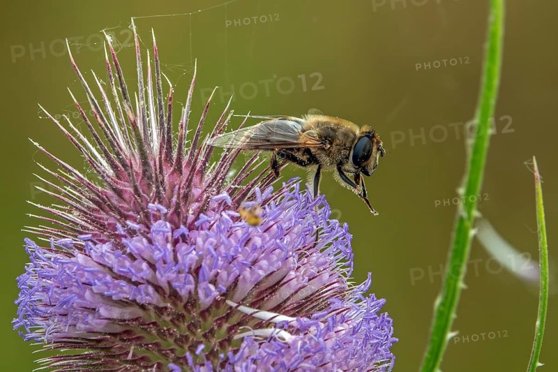 A dung bee (Eristalis tenax) perched on a flowering wild teasel (Dipsacus fullonum), close-up, Baden-Württemberg, Germany