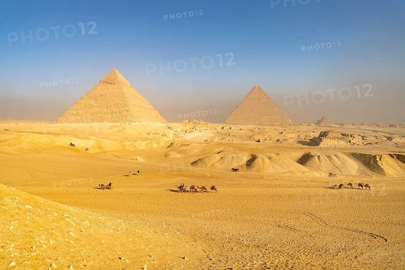 Camels in the desert and the pyramids of Giza, Egypt