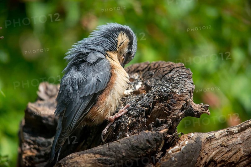 Nuthatch, Sitta Europaea, Birds, Plumage Care, Adolescent, Juvenile, Passeri, Preening, Songbirds, Birds