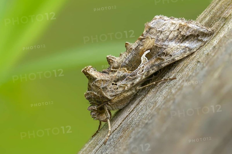 Autographa gamma, owl moth, gamma owl, noctuidae, pistol owl, butterfly, insects, moths, moths, moths, butterfly, silver y