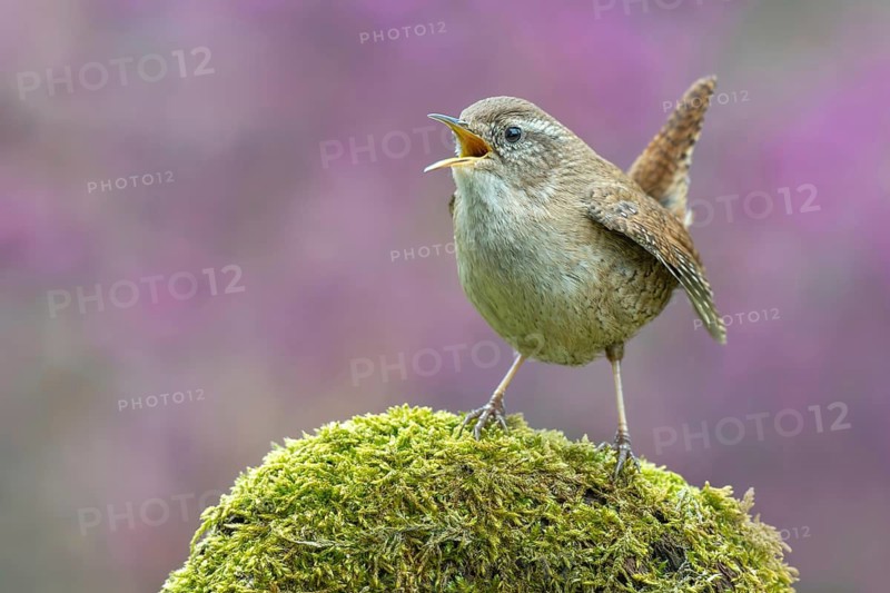 Wren (Troglodytes troglodytes), perched on a moss-covered root, Schwaz, Tyrol, Austria