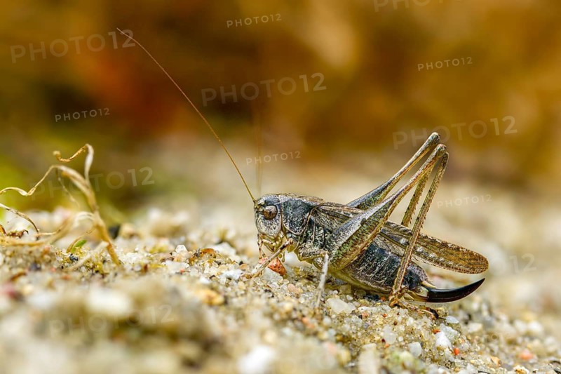 Grey bush cricket, deciduous locusts, platycleis albopunctata, tettigonioidea, western bite scare, ensifera, female, grasshoppers, grasshoppers, insects, long-feeler scare, female