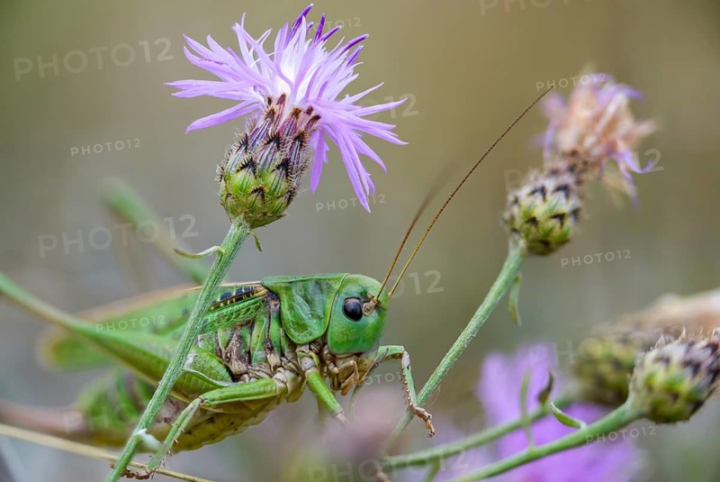Decticus verrucivorus, deciduous locusts, wart biters, ensifera, female, grasshoppers, insects, long-feeler scares, wait biters, female