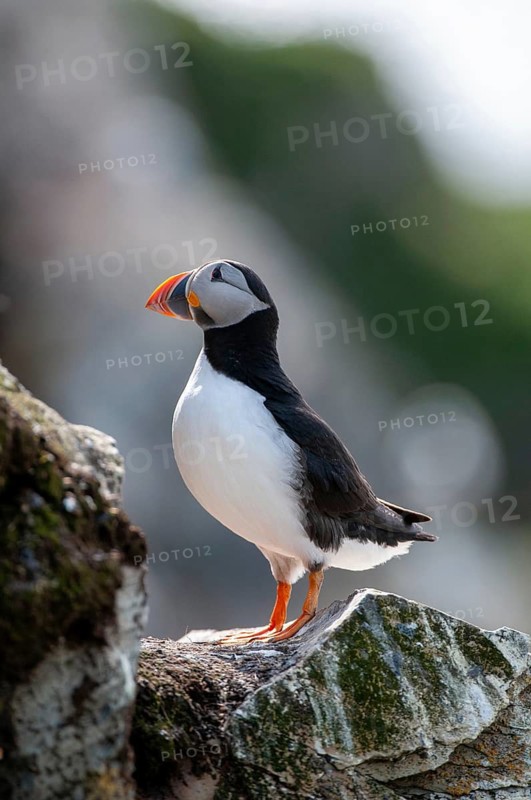 Atlantic puffin, Fratercula arctica, Norway, puffins, puffins, varanger, alcidae, alcidae, alkenbirds, birds, high size, portrait format, birds, waterbirds, waterbirds