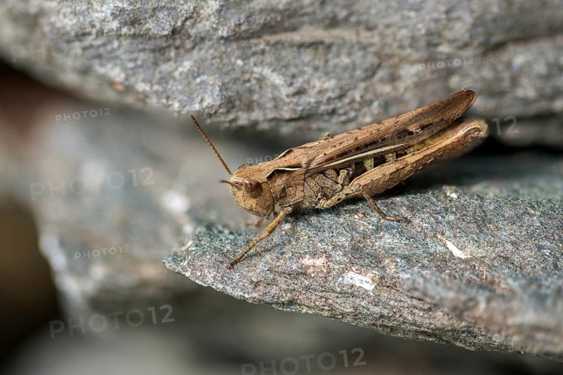 Acrididae, brown grasshopper, caelifera, chorthippus brunneus, field locusts, gomphocerinae, grasshoppers, short-feeler, common field grasshopper, female, grasshoppers, insects, female