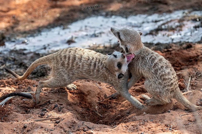 Fighting meerkats (Suricatta suricata), Kgalagadi Transfrontier Park, Northern Cape, South Africa