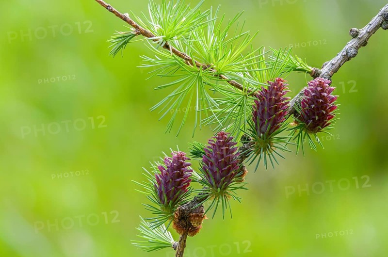 European larch, pine family, Larix decidua, larch, pinaceae, tree, blossom, tree, flora, plants, tree, female, female flower, cone