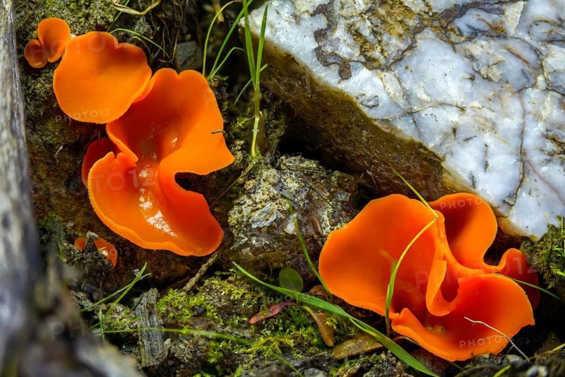 Aleuria aurantia, fiery red mug mushroom, common orange mug, orange mug, orange-red mug, peziza aurantia, fungi, fungus, orange peel fungus, mushrooms