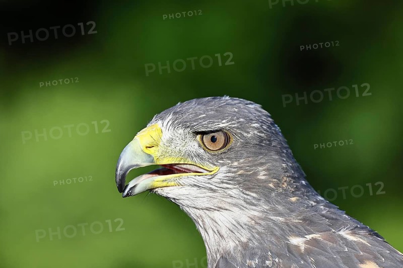 Andean buzzard or blue buzzard (Geranoaetus melanoleucus), animal portrait, head portrait, captive, found in South America, Rhineland-Palatinate, Germany