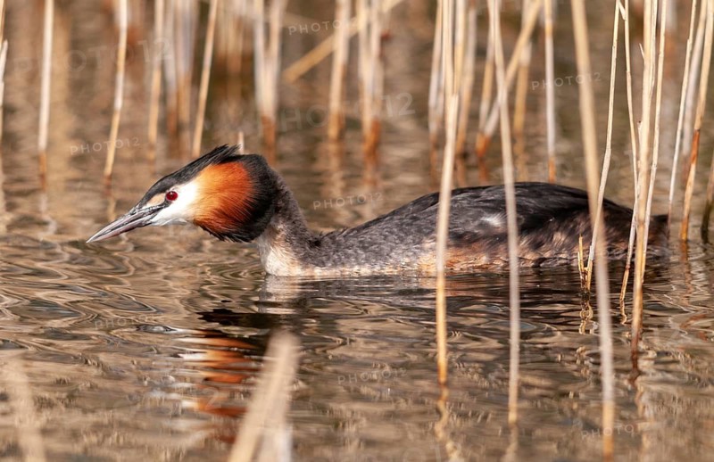 Great crested grebes, podiceps cristatus, birds, grebes, podicipedidae, divers, birds, waterbirds, waterbirds