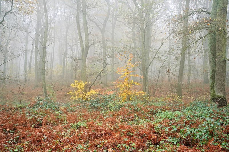 Deciduous forest with European beech (Fagus sylvatica) and English oak (Quercus robur) in autumn, North Rhine-Westphalia, Germany
