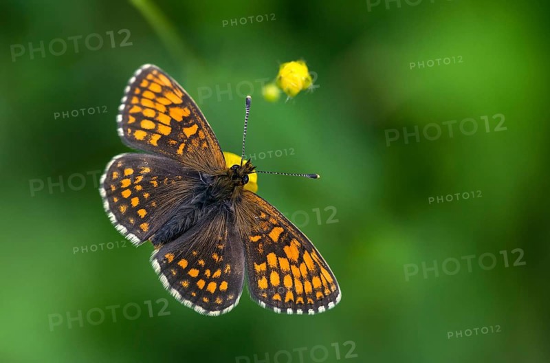 Common butterflies, heath fritillary, melitaea athalia, quail wheat moth, butterfly, insects, butterfly, butterflies, butterflies
