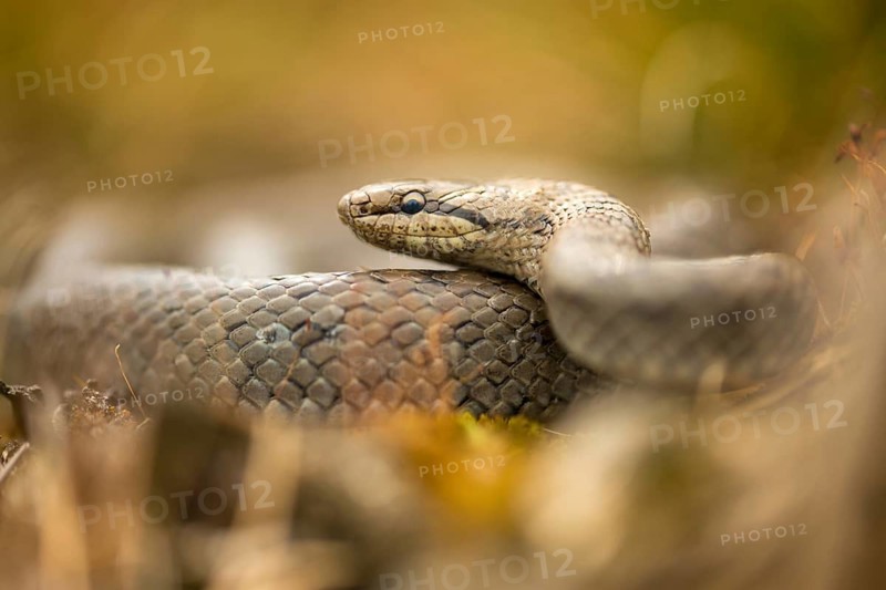 Coronella Austriaca, smooth snake, critters, reptilia, reptilia, reptiles, snakes, snakes