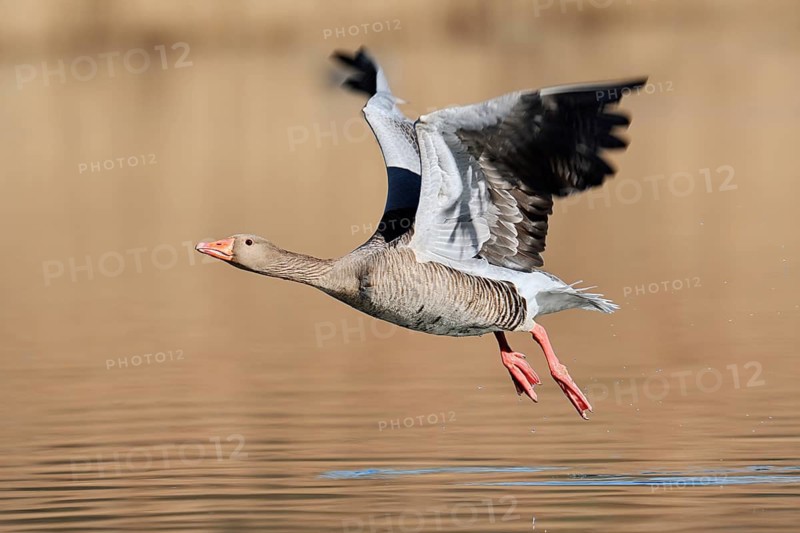 Greylag goose (Anser anser), flying, North Rhine-Westphalia, Germany
