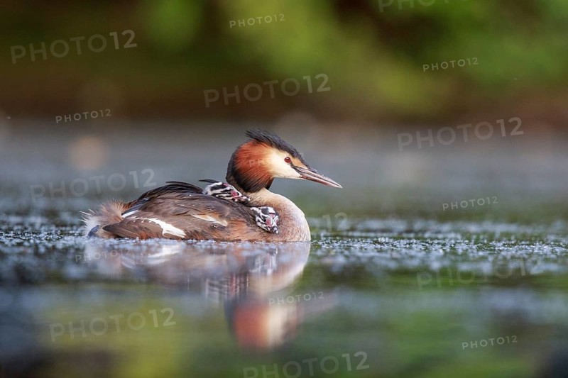 Great Crested Grebe (Podiceps cristatus) with chicks, North Rhine-Westphalia, Germany