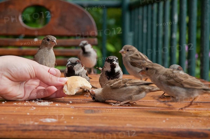House Sparrow, Passer Domesticus, Sparrow, Birds, Feeding, Passeri, Songbirds, Sparrow, Sparrow, Sparrow, Sparrow, Sparrow, Sparrow, Birds