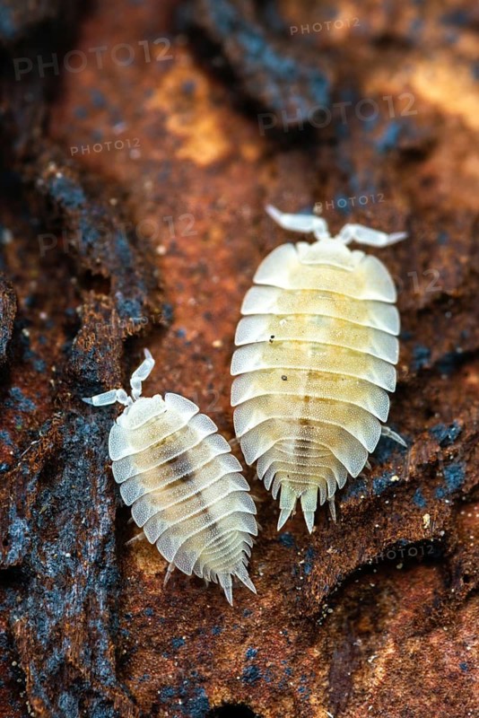 Ant seam, ant woodlouse, woodlice, Platyarthrus Hoffmannseggi, white ant woodlice, high size, portrait, crustaceans