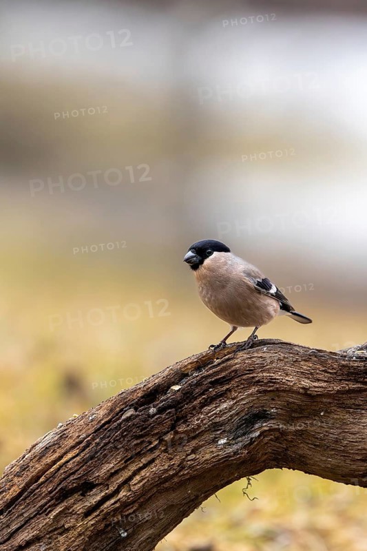 A bird perched on a branch lying on the ground, against a blurred, natural background, a bullfinch (Pyrrhula pyrrhula), a female on an old tree trunk, Wilden, Baden-Württemberg, Germany