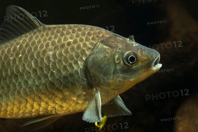 Carassius gibelio, pediment, prussian carp, silver carp, fish, fishes, pisces