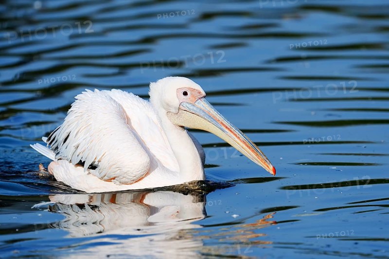 Pink pelican (Pelecanus onocrotalus) swimming, Greece