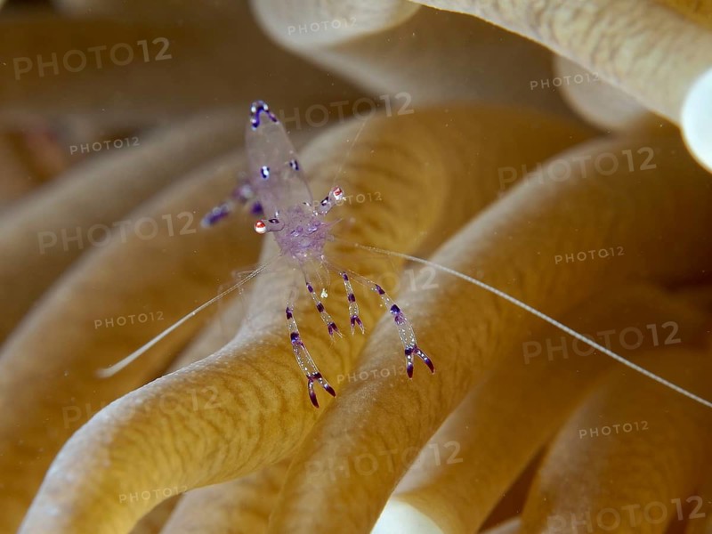 Saravati anemone shrimp (Ancylomenes sarasvati) with purple highlights on the yellowish tentacles of a sea anemone, Twin Reef dive site, Penyapangan, Bali, Indonesia