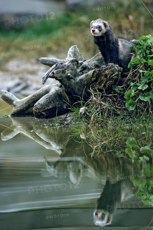 Carnivora, polecat, mustela putorius, polecat, predators, high size, portrait format, mammals, mirror, raptors, mirror image, mammals
