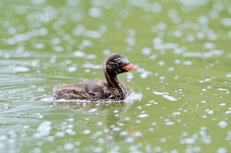 Little grebe (Tachybaptus ruficollis), swimming chick, North Rhine-Westphalia, Germany