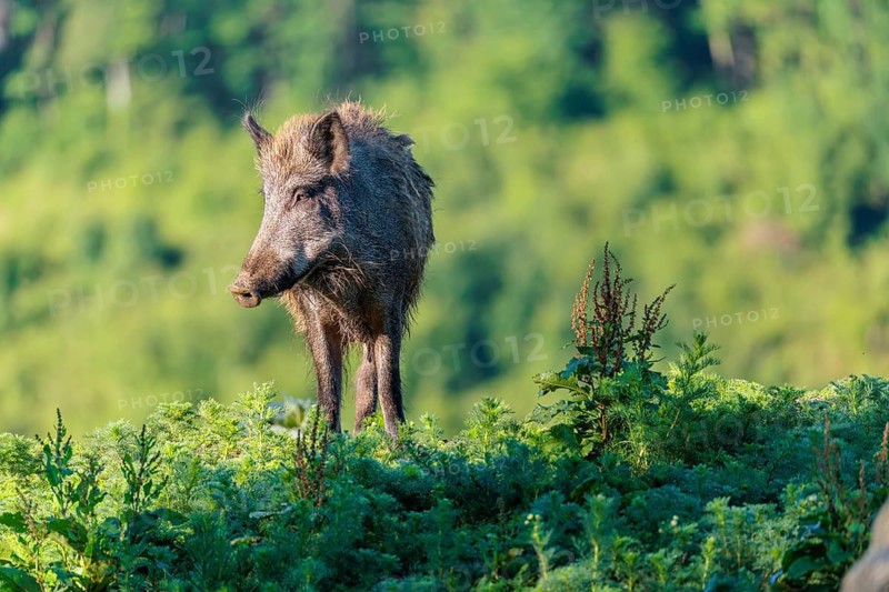 A female wild boar (Sus scrofa) stands on a mound in a green clearing on a sunny morning. Bavaria, Germany