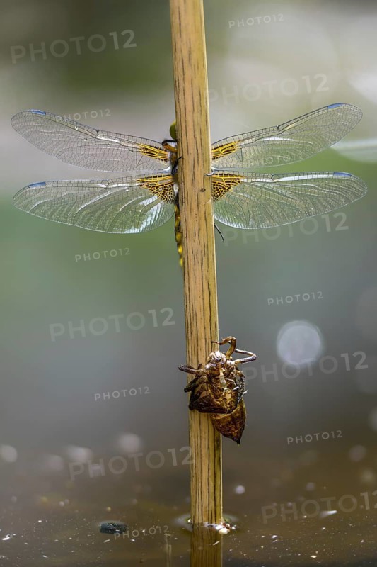 Broad-bodied chaser, libellula depressa, flatbelly, anisoptera, dragonflies, freshly hatched, high size, portrait format, insects, larva, larva, dragonflies, odonata, hatching, hatching