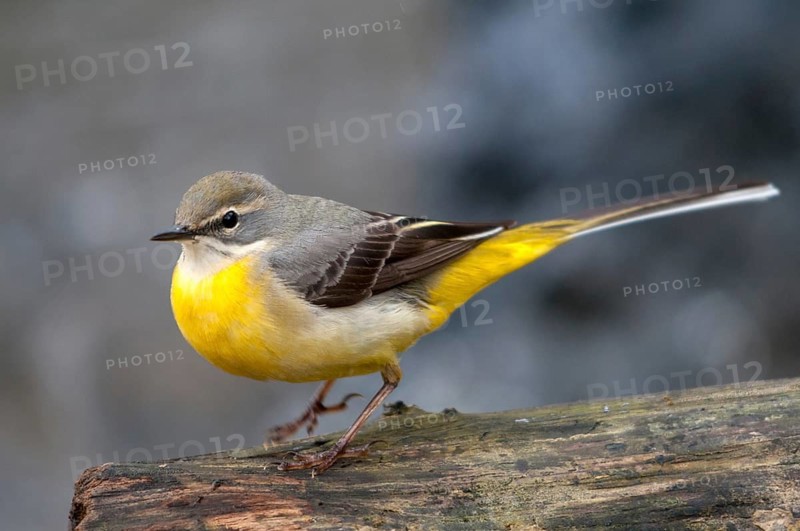 Mountain tail, grey wagtail, motacilla cinerea, birds, female, passeri, songbirds, birds, female