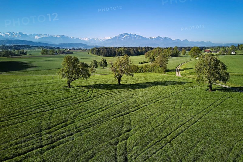 High trunk fruit trees, fields and meadows, in the back the snow-covered Alps with Mount Pilatus, Abtwil, Freiamt, Canton of Aargau, Switzerland