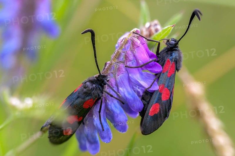 Wetland ram, five-spot burnet, clover ram, marsh horn clover ram, zygaena trifolii, blood droplets, insects, moths, moths, moths, moths, butterflies, ram