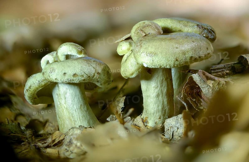 Agaricus blennius, beech milkcap, grey-green milkling, lactarius blennius, lactarius viridis, milkling, fungi, fungi, slimy milkcap