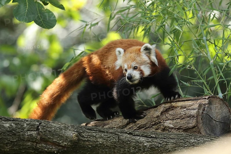 A red panda on a tree trunk, peering curiously at its light-filled surroundings, the red panda or cat bear (Ailurus fulgens), Heidelberg Zoo, Baden-Württemberg, Germany