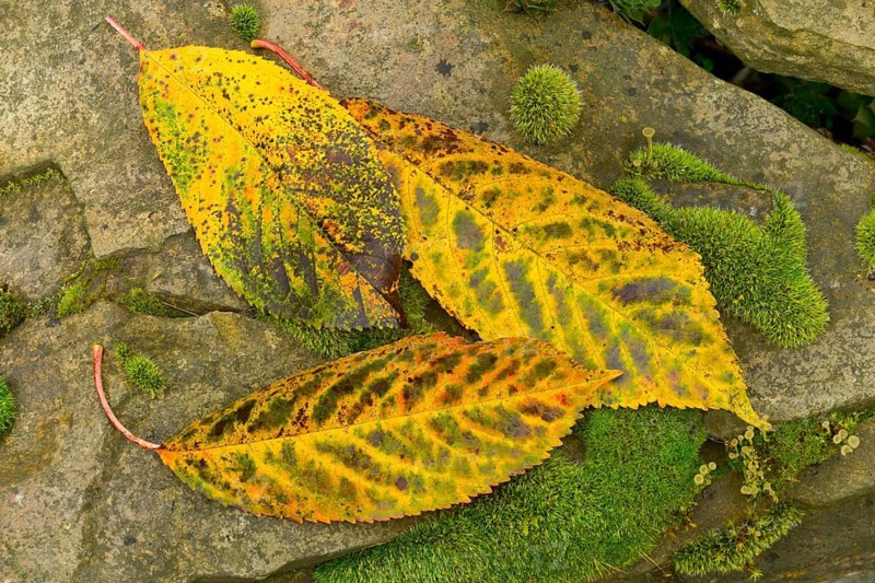 Autumn colors, autumn, autumn leaves