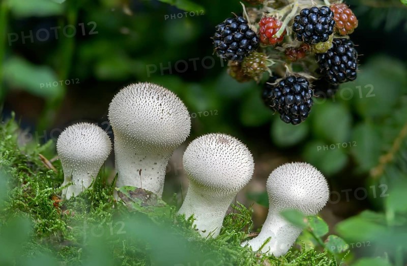 Blackberry, real blackberry, bottle dust, lycoperdone perlatum, rubus fruticosus agg., dust, blackberry, common puffball, devil's snuff box, flora, fungi, fungus, gem-studded puffball, plants, mushrooms, plants, warted puffball, wolf farts