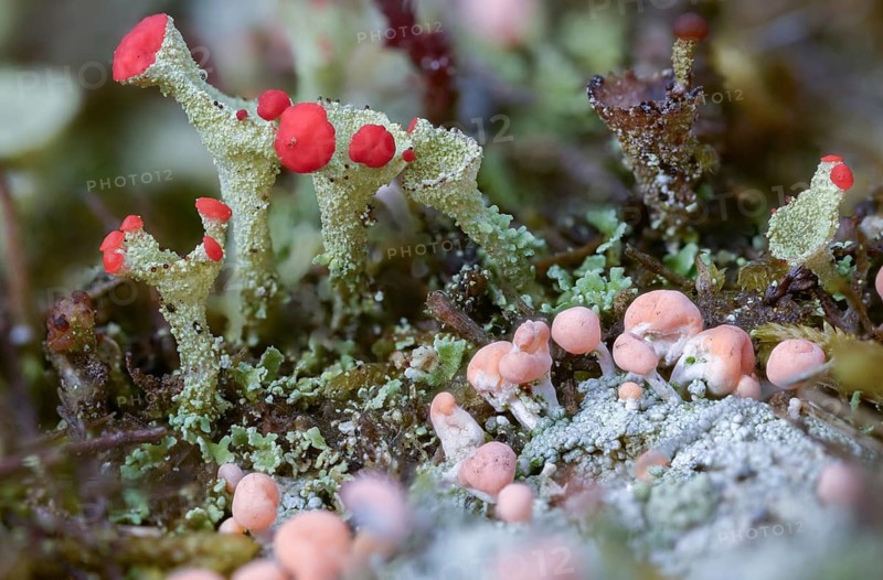 Ascomycota, Baeomyces roseus, beaker lichen, Cladonia spec, Dibaeis baeomyces, lichen, head lichen, braid braid, pink braid, pink braid, hose fungus, lichen, pink earth lichen