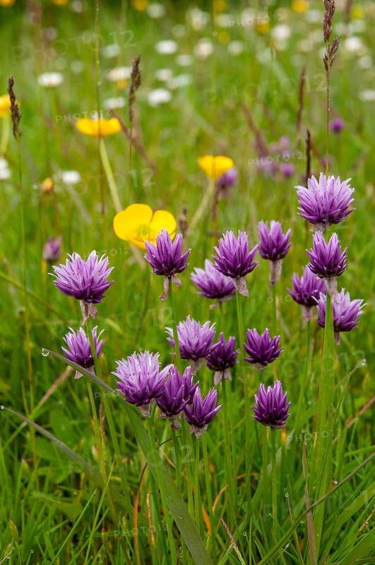 Alliaceae, Allium schoenoprasum var. alvarense, alvar cut leeks, chives, leeks, cut leeks, Sweden, flora, high size, portrait format, plants, Sweden, Öland