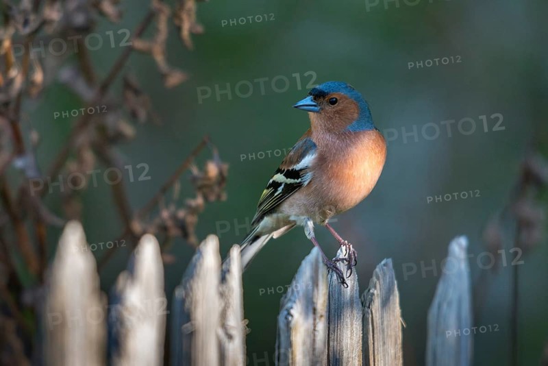 Chaffinch, Fringilla Coelebs, Birds, Garden, Garden Fence, Garden Fence, Male, Passeri, Songbirds, Birds