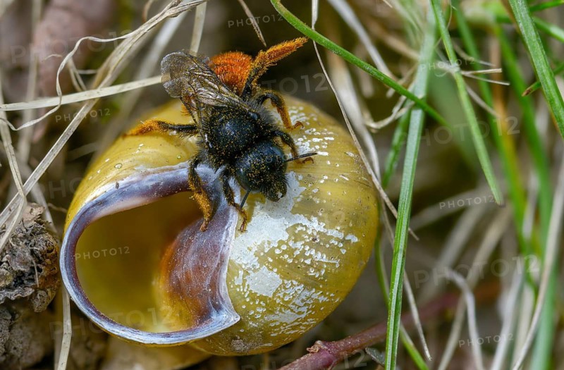 Hymenoptera, osmia bicolor, hymenoptera, snail shell bee, bicolor snail house bee, insects, two-coloured mason-bee