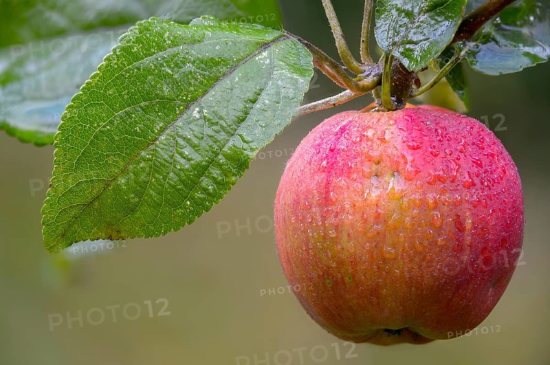 Malus domestica, pyrus malus, rosaceae, rose family, apple tree, flora, cultivated apple, fruit, plants, plants