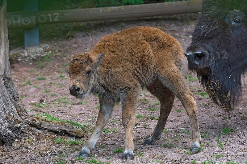 A newborn American Bison (Bos bison bison), Nuremberg Zoo, Middle Franconia, Bavaria, Germany
