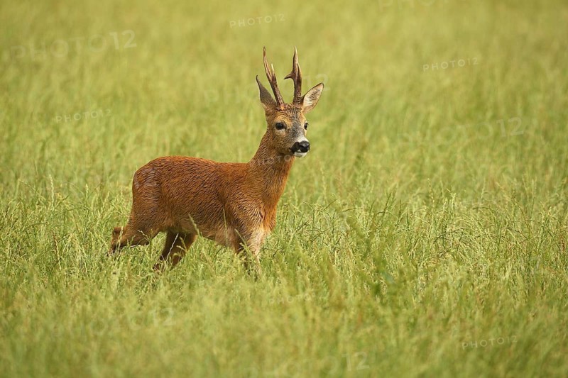Roe deer (Capreolus capreolus) – a strong roebuck strides across the meadow after a thunderstorm during the rutting season, Allgäu, Bavaria, Germany, Allgäu, Bavaria, Germany