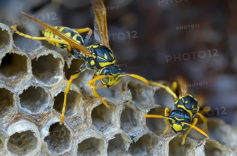 Brighter-colored paper wasp, French field wasp, gallic field wasp, house field wasp, hymenoptera, polistes dominula, vespidae, wrinkle wasp, field wasp, insects, nest