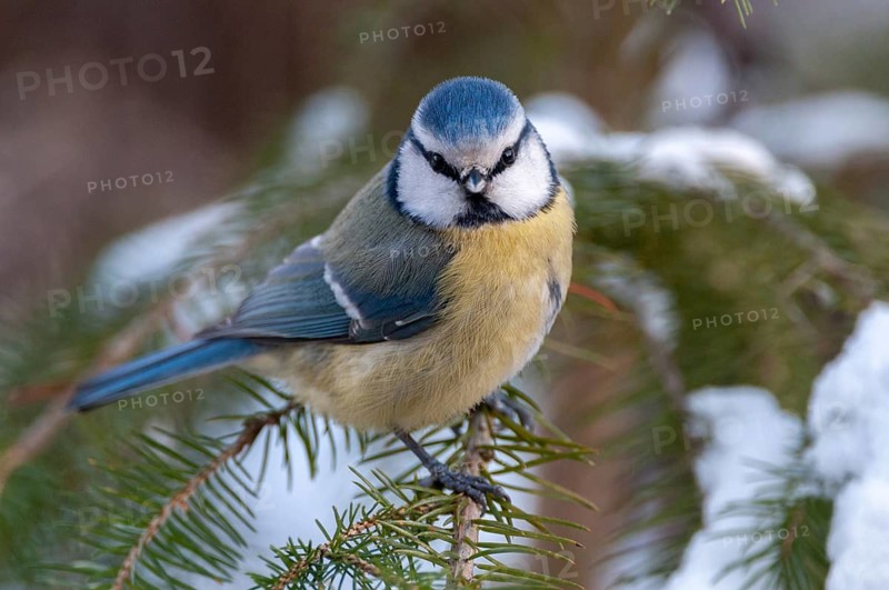 Blue tit, parus caeruleus, birds, tit, passeri, snow, songbirds, snow, songbirds, tits, birds, winter